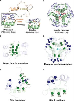 Progress in Simulation Studies of Insulin Structure and Function